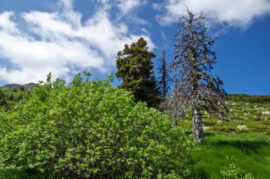 Bulgaristan 'ın Vitosha Dağı' nın İnanılmaz Bahar Manzarası