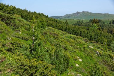 Bulgaristan 'ın Vitosha Dağı' nın İnanılmaz Bahar Manzarası