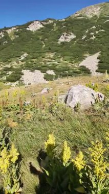 Bulgaristan 'ın Banderitsa bölgesindeki Pirin Dağı' nın şaşırtıcı yaz manzarası