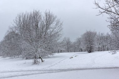 Bulgaristan 'ın Sofya kentindeki South Park' ın şaşırtıcı kış manzarası