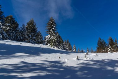 Bulgaristan 'ın Sofya Şehir Bölgesi, Vitosha Dağı' nın İnanılmaz Kış manzarası
