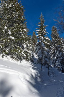 Bulgaristan 'ın Sofya Şehir Bölgesi, Vitosha Dağı' nın İnanılmaz Kış manzarası