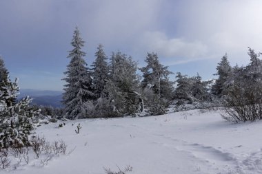 Bulgaristan 'ın Sofya Şehir Bölgesi, Vitosha Dağı' nın İnanılmaz Kış manzarası