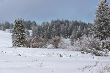 Bulgaristan 'ın Sofya Şehir Bölgesi, Vitosha Dağı' nın İnanılmaz Kış manzarası