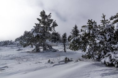 Bulgaristan 'ın Sofya Şehir Bölgesi, Vitosha Dağı' nın İnanılmaz Kış manzarası