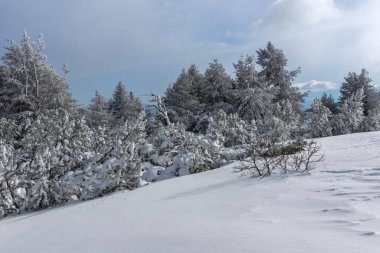 Bulgaristan 'ın Sofya Şehir Bölgesi, Vitosha Dağı' nın İnanılmaz Kış manzarası