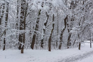 Bulgaristan 'ın Sofya kentindeki South Park' ın şaşırtıcı kış manzarası