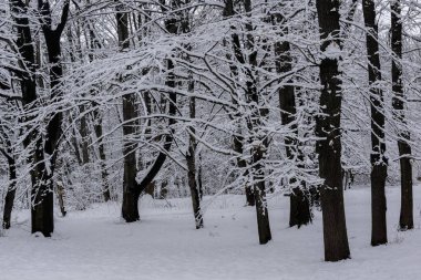 Bulgaristan 'ın Sofya kentindeki South Park' ın şaşırtıcı kış manzarası