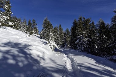 Bulgaristan 'ın Sofya Şehir Bölgesi, Vitosha Dağı' nın İnanılmaz Kış manzarası