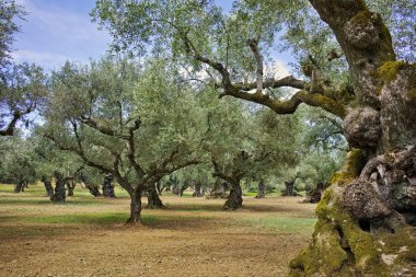Zeytin orman Zakynthos adasındaki manzara