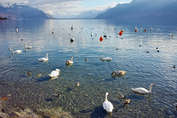 Cisnes nadando en el lago de Ginebra, Vevey, cantón de Vaud — Foto de Stock