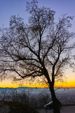 Ağaç siluet akşam, Dzhendem tepe tepe, şehir Plovdiv