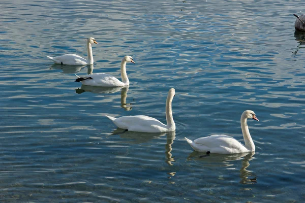 Cisnes nadando no Lago de Genebra, Vevey, cantão de Vaud — Fotografia de Stock