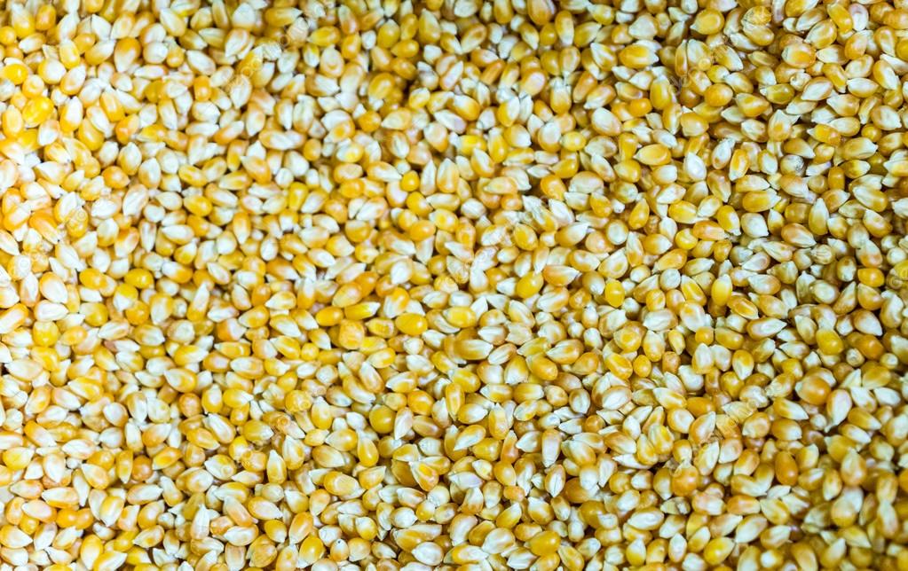 Семена кукурузы кормовой. Кукуруза зерно кормовая. Кукуруза фуражная. Кукуруза зерно фуражное. Зерна маисовой кукурузы.