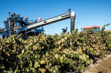 Üzüm hasat bir şaraphane