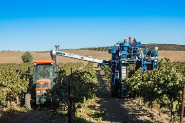 Üzüm hasat bir şaraphane