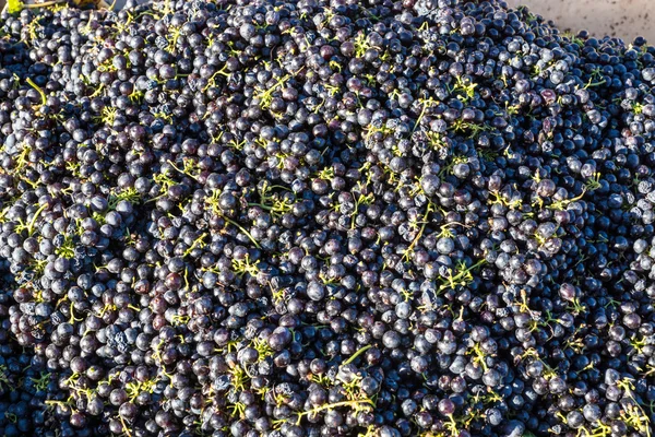 赤ワインのブドウの収穫 — ストック写真