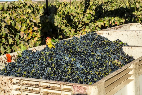 Winery Grape Harvest — Stock Photo, Image