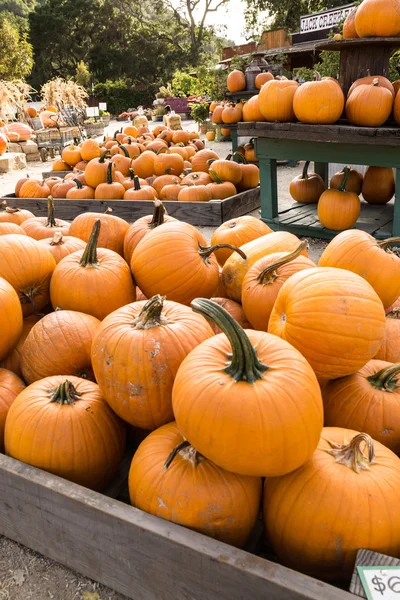 Herfst oogst pompoenen — Stockfoto