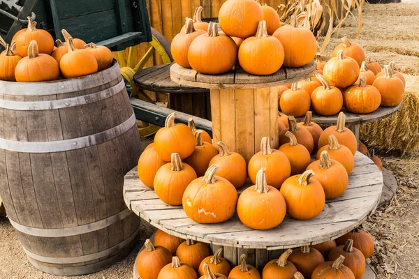 Oogst Pumpkins op Display — Stockfoto