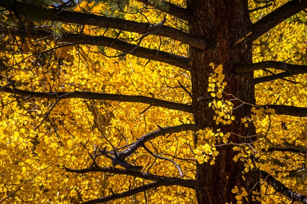 Άσπεν φύλλα στο χρώμα του φθινοπώρου Εικόνα Αρχείου