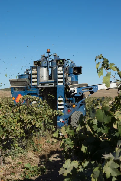 Grape Harvesting at a Winery — Stock Photo, Image