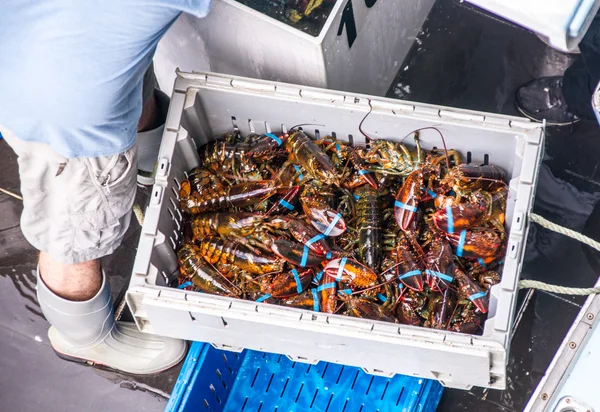 The Daily Lobster Catch — Stock Photo, Image