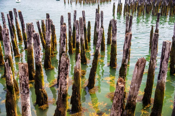 Pelleteries portuaires — Photo