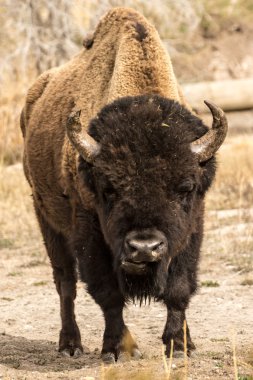 Yalnız boğa Bison