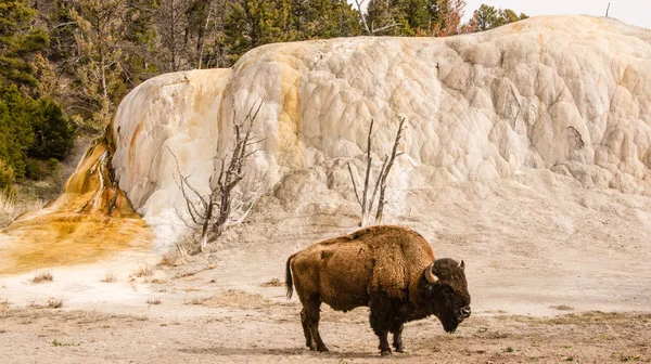 Bison ao lado laranja Spring Mound — Fotografia de Stock