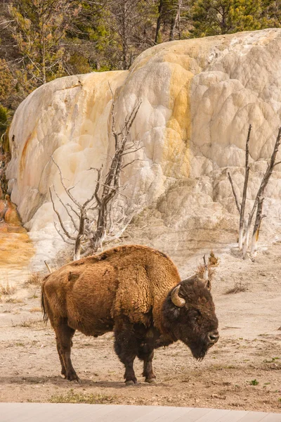 Bison ao lado laranja Spring Mound — Fotografia de Stock