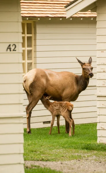 Elk kalf ontbijt — Stockfoto