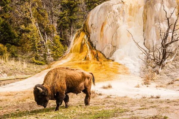 Bison neben orangefarbenem Springbrunnen — Stockfoto