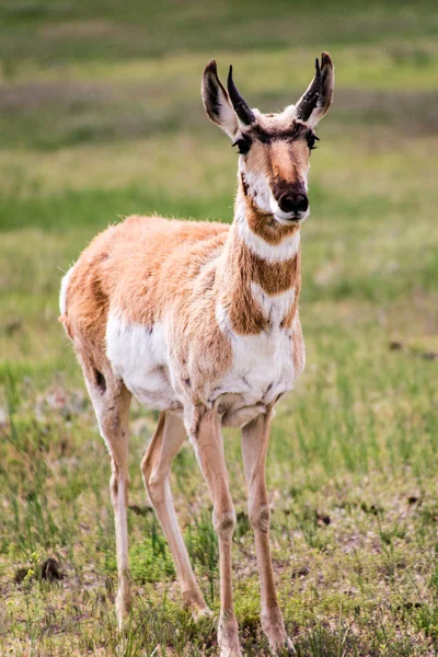 Antilope di pronghorn — Foto Stock
