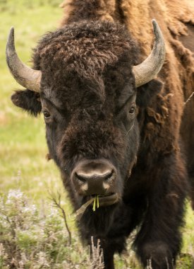 Yellowstone Bison yakın çekim