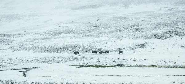 Manada de bisões na primavera Tempestade de neve — Fotografia de Stock