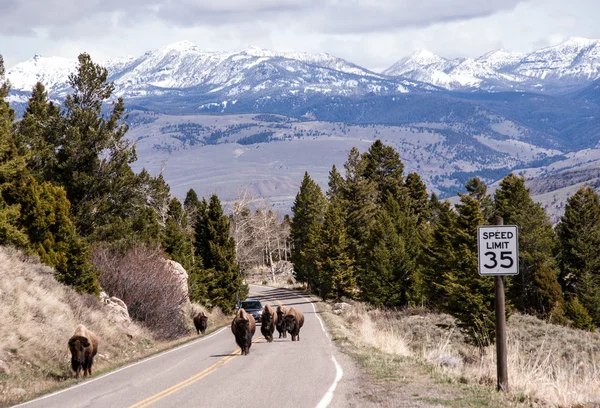 Sharing the Road — Stock Photo, Image