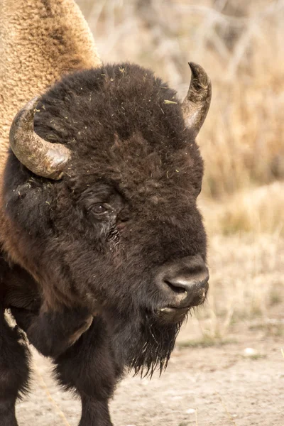 Lone Bull Bison — Stock Photo, Image