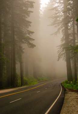 Mist in the Redwood Forest clipart