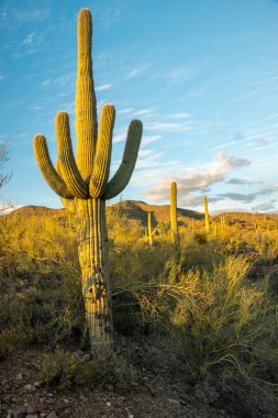 Güneş ışığı Saguaro