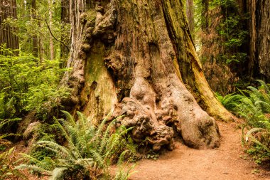 Redwood Burls
