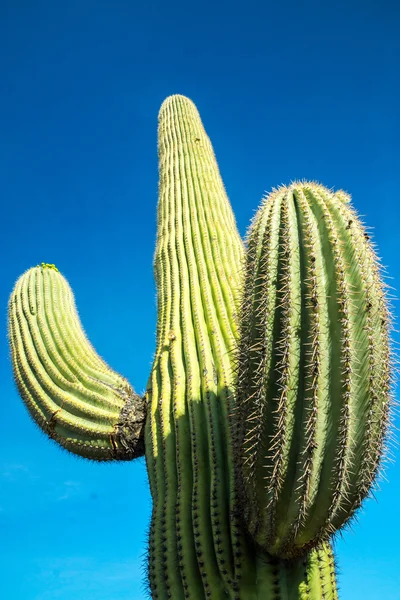 Cactus saguaro — Foto Stock