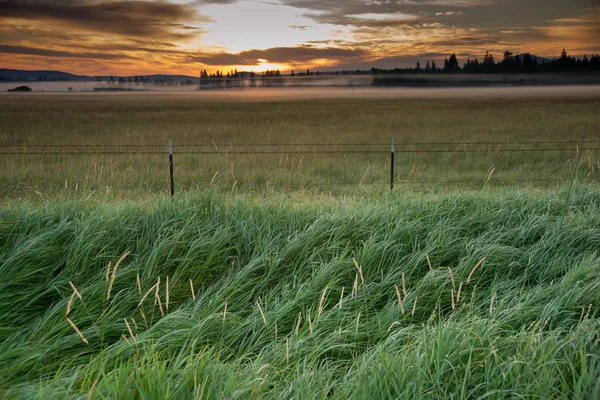 Misty Meadow bij zonsopgang — Stockfoto