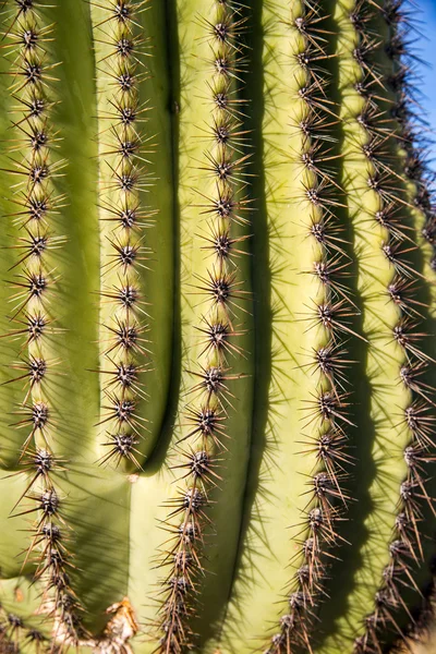 Spine di cactus di Saguaro — Foto Stock