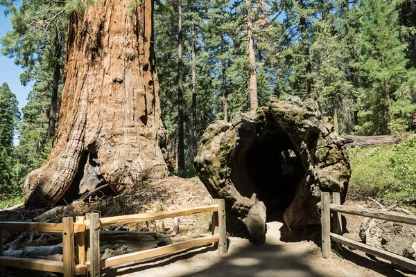 Tunnel durch einen umgestürzten Mammutbaum — Stockfoto