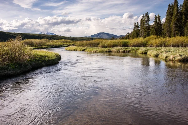 Yellowstone Backcountry Forellenbach — Stockfoto