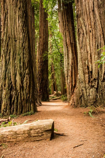 Paso secreto del bosque — Foto de Stock