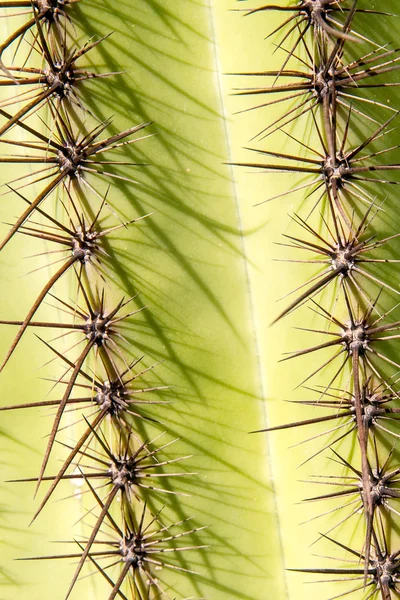 Saguaro Cactus Spines — Stock Photo, Image