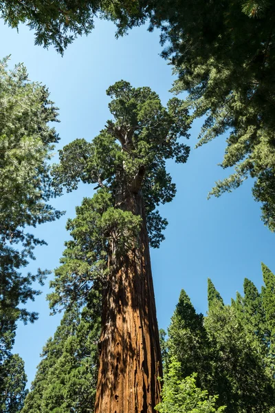 Gigantischer kalifornischer mammutbaum — Stockfoto