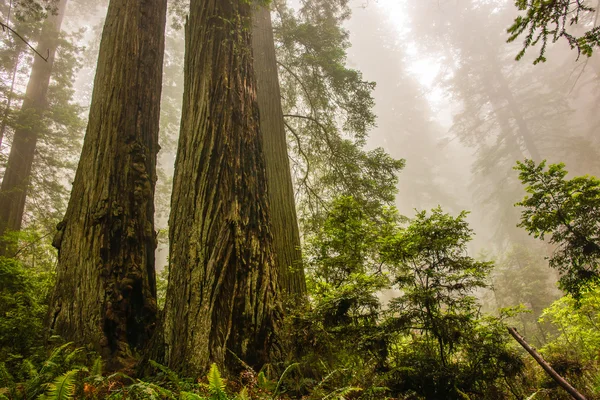 霧の中で劇的な沿岸レッドウッドの木 — ストック写真